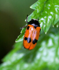 Clytra