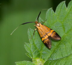 Nemophora