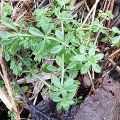 Galium aparine