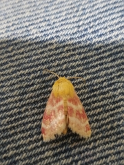 Schinia miniana