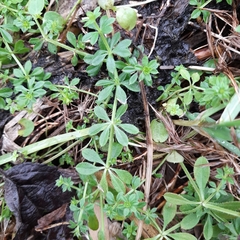 Galium aparine