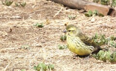 Crithagra dorsostriata