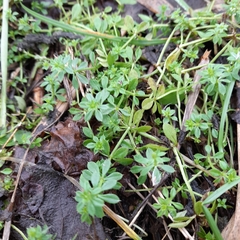 Galium aparine