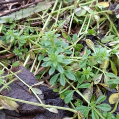 Galium aparine