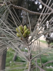 Pinus
