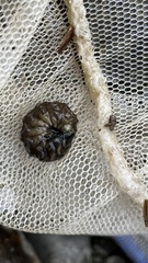 Nipponoluciola cruciata