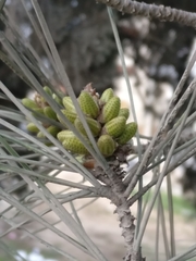 Pinus