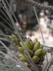 Pinus