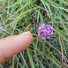 Trifolium burchellianum