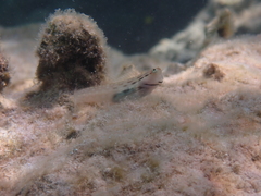 Ecsenius yaeyamaensis