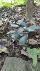 Ardisia