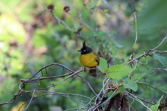 Rubigula flaviventris