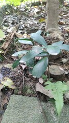 Ardisia