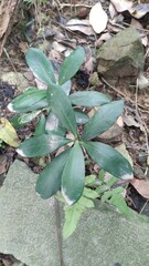 Ardisia