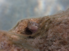 Ecsenius yaeyamaensis