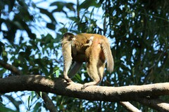 Macaca