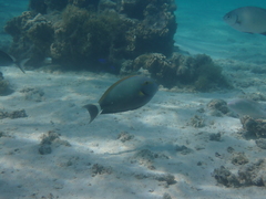 Acanthurus grammoptilus