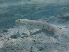 Valenciennea longipinnis