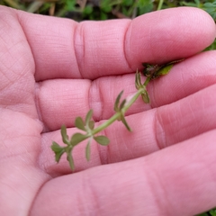 Galium aparine