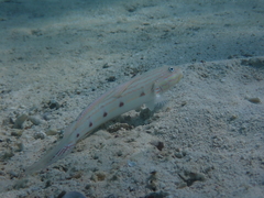 Valenciennea longipinnis