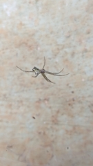 Cyrtophora cicatrosa