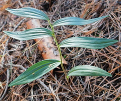 Polygonatum humile