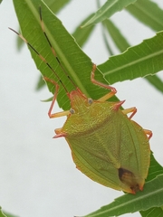 Chlorocoris complanatus