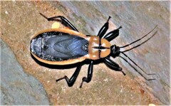 Ectrichodia crux