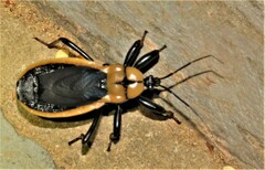 Ectrichodia crux