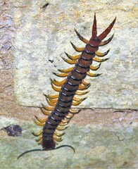 Scolopendra morsitans