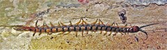 Scolopendra morsitans