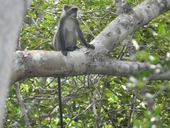 Cercopithecus mitis