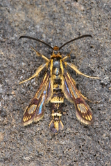 Chamaesphecia hungarica