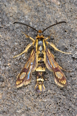 Chamaesphecia hungarica