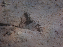 Ctenogobiops pomastictus