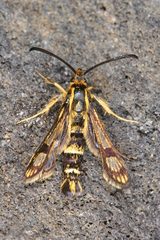 Chamaesphecia hungarica