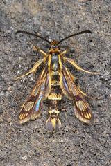 Chamaesphecia hungarica