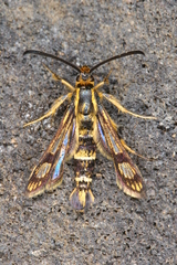 Chamaesphecia hungarica