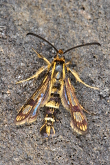 Chamaesphecia hungarica