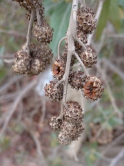 Conocarpus