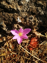 Colchicum autumnale