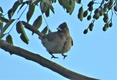 Pycnonotus barbatus layardi