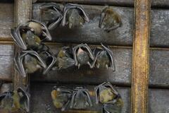 Cynopterus brachyotis