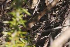 Pedioplanis burchelli