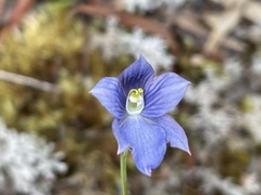 Thelymitra cyanea