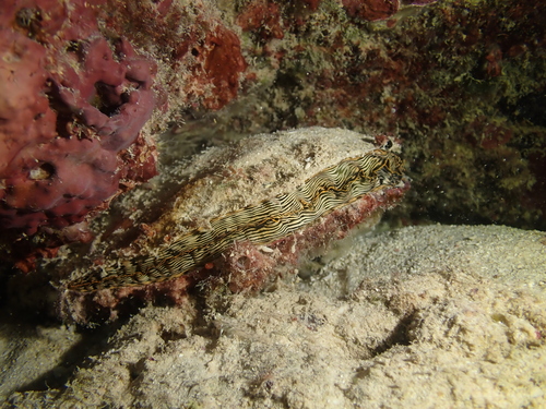 Foto de Ostra vela (Atrina vexillum)