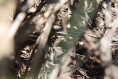 Pedioplanis burchelli