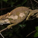 Eastern Cape Dwarf Chameleon - Photo (c) Jacob Dirsuwei, some rights reserved (CC BY-NC), uploaded by Jacob Dirsuwei