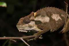 Bradypodion ventrale