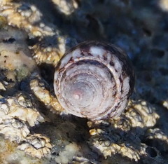 Columbella rustica
